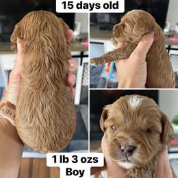 Boy 1 - Red male Cavapoo puppy in Mc Connellsburg, Pennsylvania from Mumma’s Standard Poodles
