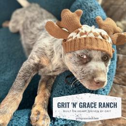 Hershey - Red mottled male Australian Cattle Dog puppy in Atwood, Kansas from Grit ‘n’ Grace Ranch