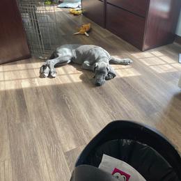 Great Dane Puppies from Dana's Danes