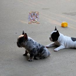 Boston Terrier and French Bulldog Puppies from Freedom Bostons