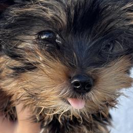 Yorkshire Terriers from MF_Yorkies