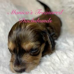 Pip - Cream female Dachshund puppy in Humble, Texas from Monica’s Treasured Dachshunds