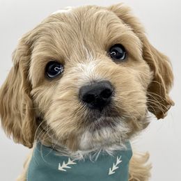 Australian Labradoodle Puppies from Grand Peaks Labradoodles