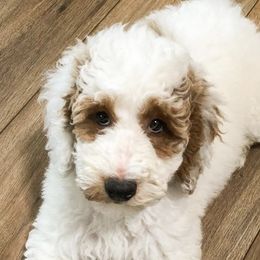 Maltipoos and Poodles from Nelson Creek Farms