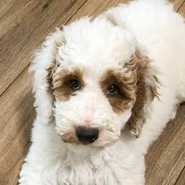 Maltipoos and Poodles from Nelson Creek Farms