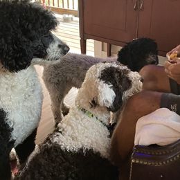 Bernedoodles and Spanish Water Dogs from Shady Banks Kennel