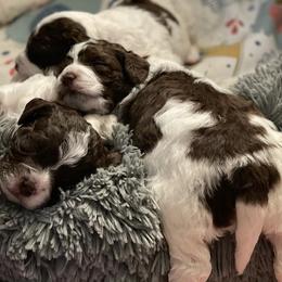 Lagotto Romagnolo Puppies from Joyful Heart