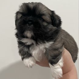 Male Full AKC - Fawn sable male Pekingese puppy in Pennsylvania from Triple I Pekes