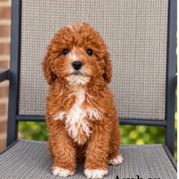 Amber - Apricot female Goldendoodle puppy in Swartz Creek, Michigan from Michigan Doodles