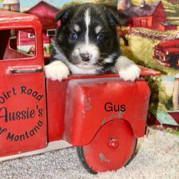 Gus - Black tri male Miniature Australian Shepherd puppy in Ronan, Montana from Dirt Road Aussie’s of Montana