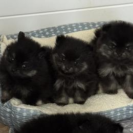 Boy 1 - Black and tan male Pomeranian puppy in Boaz, Alabama from Moody’s Poms