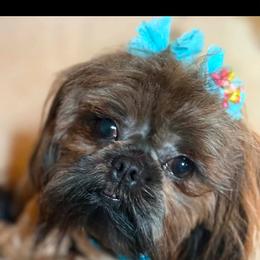 Mia - Shih Tzu