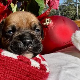 Scout - Fawn male Boxer puppy in Lago Vista, Texas from Love and Loyalty Boxers