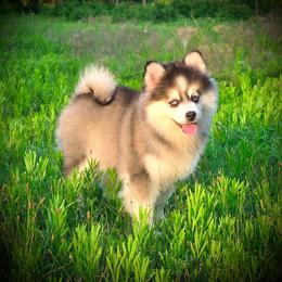 Khaleesi Toy Pomsky - Black and white female Pomsky puppy in Perkins, Oklahoma from A-Dream Pomsky Kennel