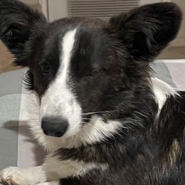 American Corgis from Barnes  Country Corgis