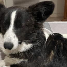 American Corgis from Barnes  Country Corgis