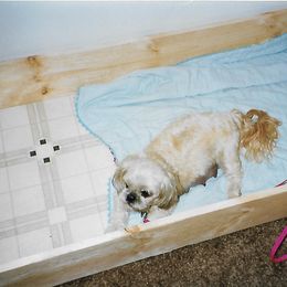 Shih Tzu Puppies from Shih Tzu Dreams Come True
