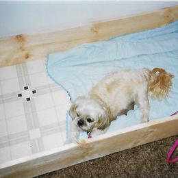 Shih Tzu Puppies from Shih Tzu Dreams Come True
