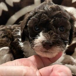 Tinkerbell - Brown female Poodle puppy in Mineral Wells, Texas from S.H.A.R.P.’s Toy Poodles