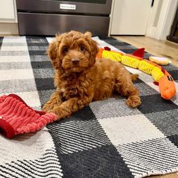Crystal - Red female Cockapoo puppy in Beresford, South Dakota from DAKOTA DOOD RANCH