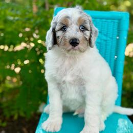 Firework - Blue merle male Aussiedoodle puppy in Lancaster, Minnesota from Finney Ranch