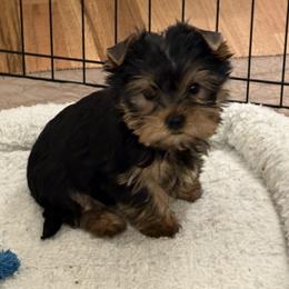 Paris - Blue and gold female Yorkshire Terrier puppy in Portland, Oregon from Bohemian Beauty Yorkshire Terrier