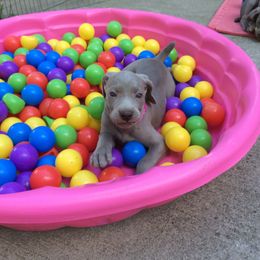 Weimaraner Puppies from Zauberhaft Weimaraners