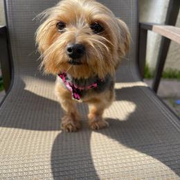 Yorkshire Terrier puppies from Yorkie To My Heart