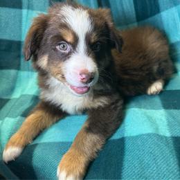 Boy 2 - Red tri male Miniature Australian Shepherd puppy in Hokes Bluff, Alabama from Alegria Toy Aussies