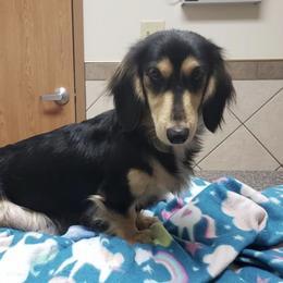 Lily - Dachshund