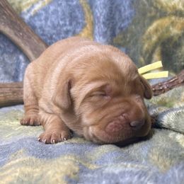Trigger - Yellow male Labrador Retriever puppy in Grants Pass, Oregon from KnR Antler Dogs