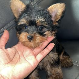 Tiny Tim - Black and tan male Yorkshire Terrier puppy in Ocala, Florida from Top Notch Pupz
