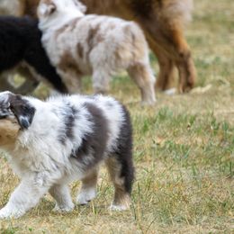 Australian Shepherds from Pine River Australian Shepherds