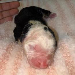 Pina Colada - Black tri-color female Australian Shepherd puppy in Anniston, Alabama from All Hale Aussies