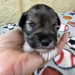 Jules - Parti female Miniature Schnauzer puppy in Comanche, Texas from Circle R Sidney