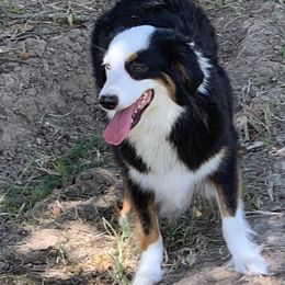Hope  - Miniature Australian Shepherd