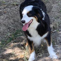 Hope  - Miniature Australian Shepherd