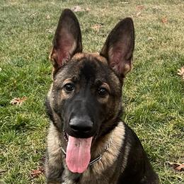 Kai - German Shepherd