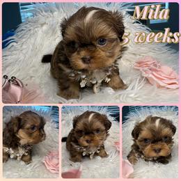 Mila - Liver and white female Shih Tzu puppy in Coolidge, Arizona from Shih Tzu’s  ‘N’ Love