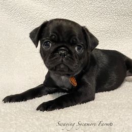 Pug and Shih Tzu Puppies from Swaying Sycamore Farm