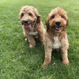 Goldendoodle All Grown Up from Polly Wolly Doodles