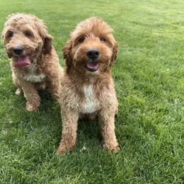 Goldendoodle All Grown Up from Polly Wolly Doodles