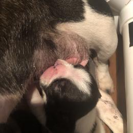 French Bulldog and Miniature Bull Terrier Puppies from DyHar Bullies