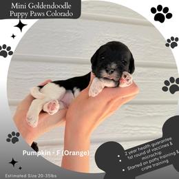 Pumpkin - Parti female Goldendoodle puppy in Fort Lupton, Colorado from Puppy Paws Colorado