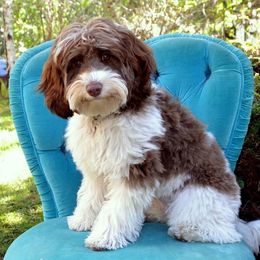 Australian Labradoodle Puppies from Golden Gate Australian Labradoodles