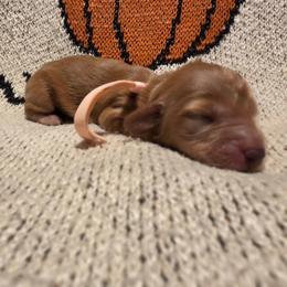 AKC Pink Collar - Red female Dachshund puppy in Mesa, Arizona from Diamondback Doxie