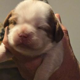 Waffles - Blenheim male Cavalier King Charles Spaniel puppy in Apple Valley, California from Nancy's Cavalier King Charles Spaniels & Golden Retrievers