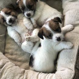 Russell Terrier Puppies from Awesome Pups