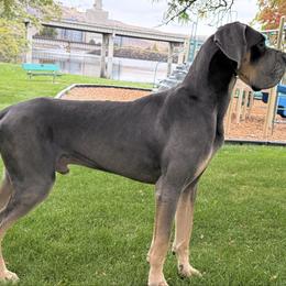 Gray - Great Dane