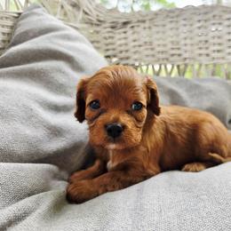Lainey - Ruby female Cavalier King Charles Spaniel puppy in Watsontown, Pennsylvania from Huntsman Cavaliers